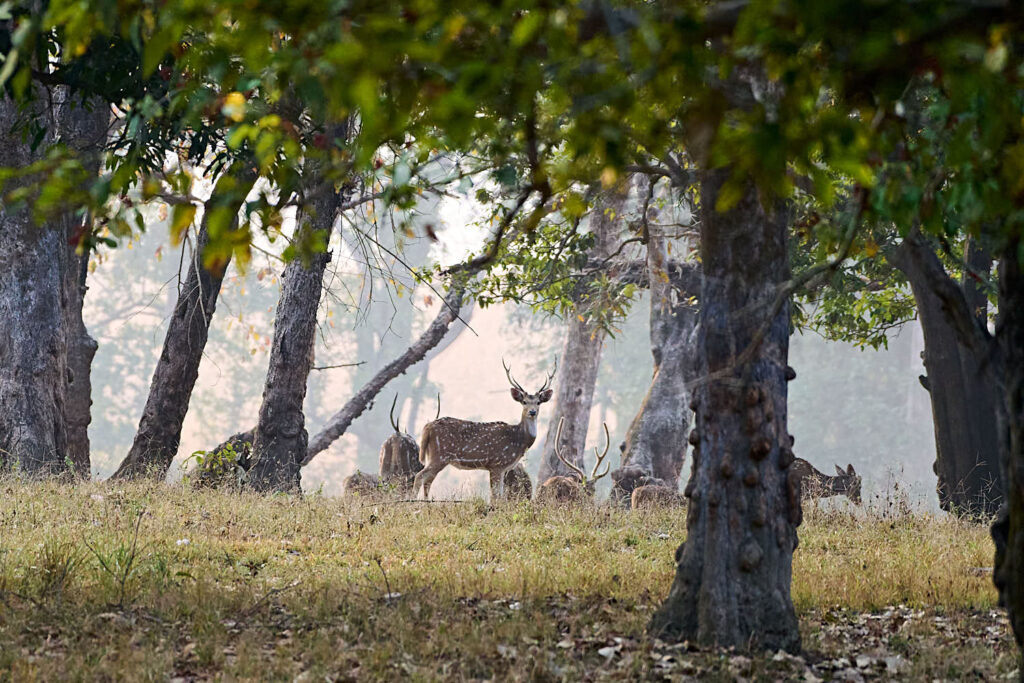 A group of deer with antlers stands in a sunlit forest clearing, surrounded by green-leaved trees. The scene conveys a serene and peaceful atmosphere