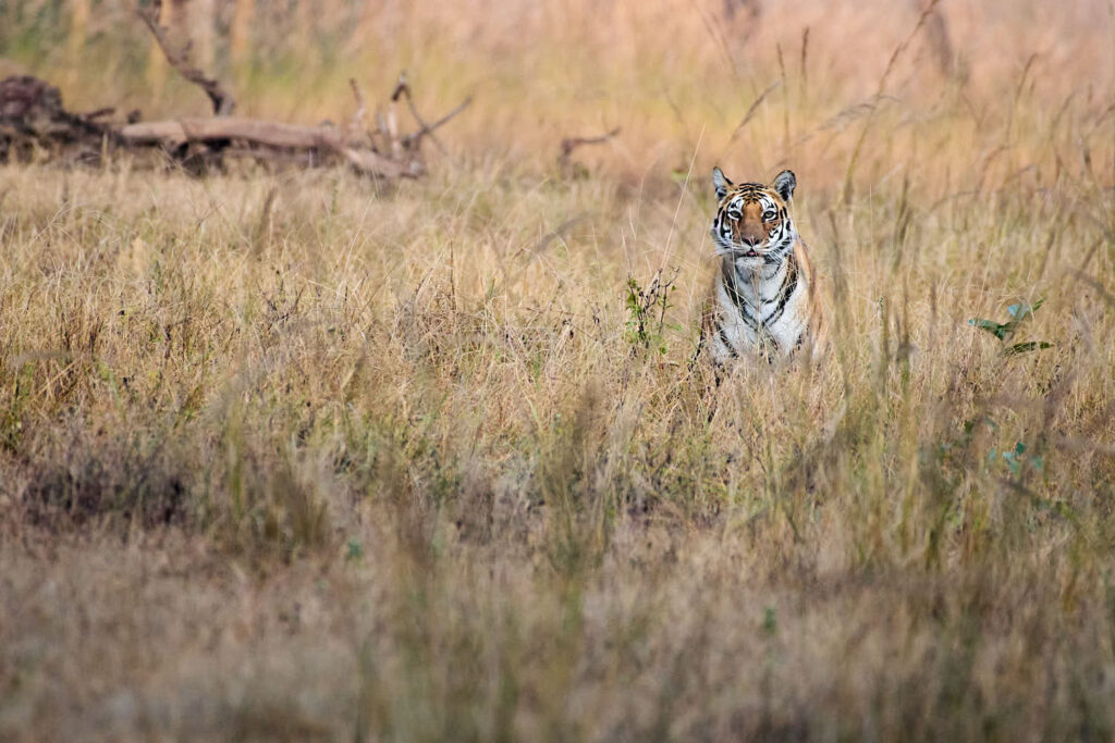 A tiger is camouflaged within tall, dry grass in a serene, golden-hued savanna