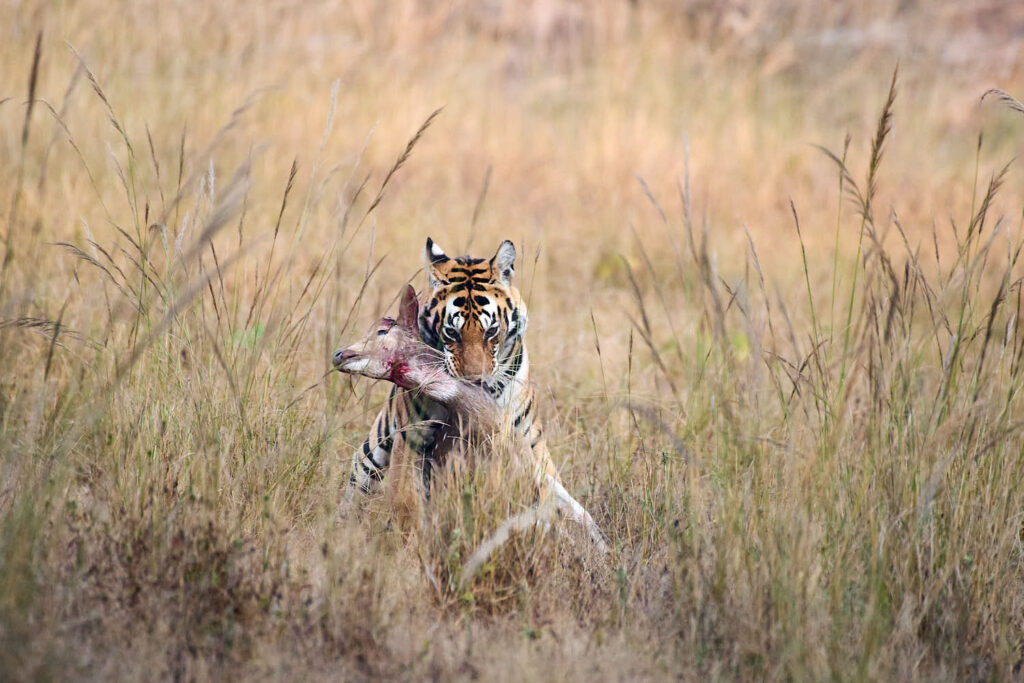 Tiger in tall grass holding a deer in its jaws, conveying a sense of raw nature and survival within a sunlit, grassy landscape.