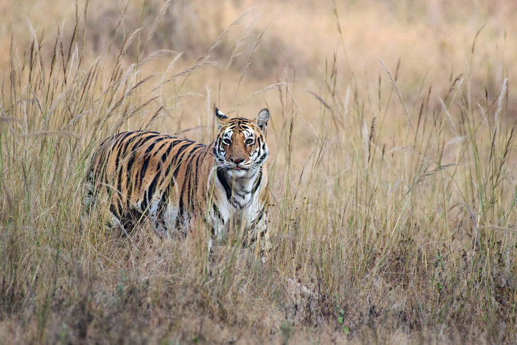 A tiger stands alert amidst tall, dry grass in a serene landscape. Its striking orange and black stripes provide a vivid contrast against the golden vegetation.
