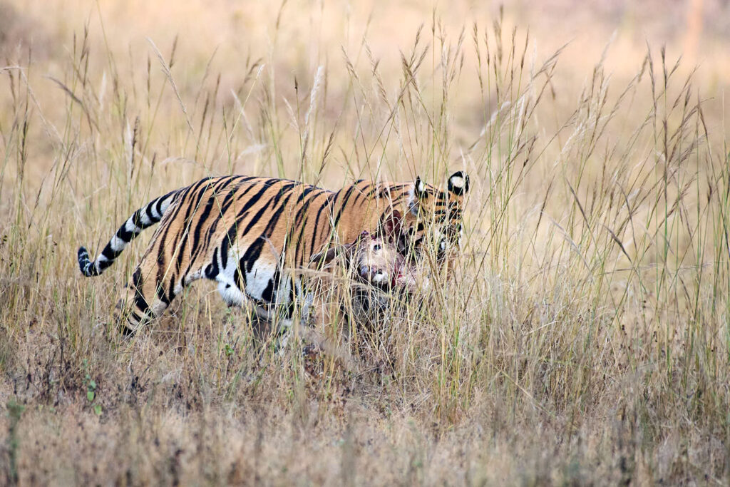A tiger prowls through tall, dry grass, holding a prey animal in its mouth.