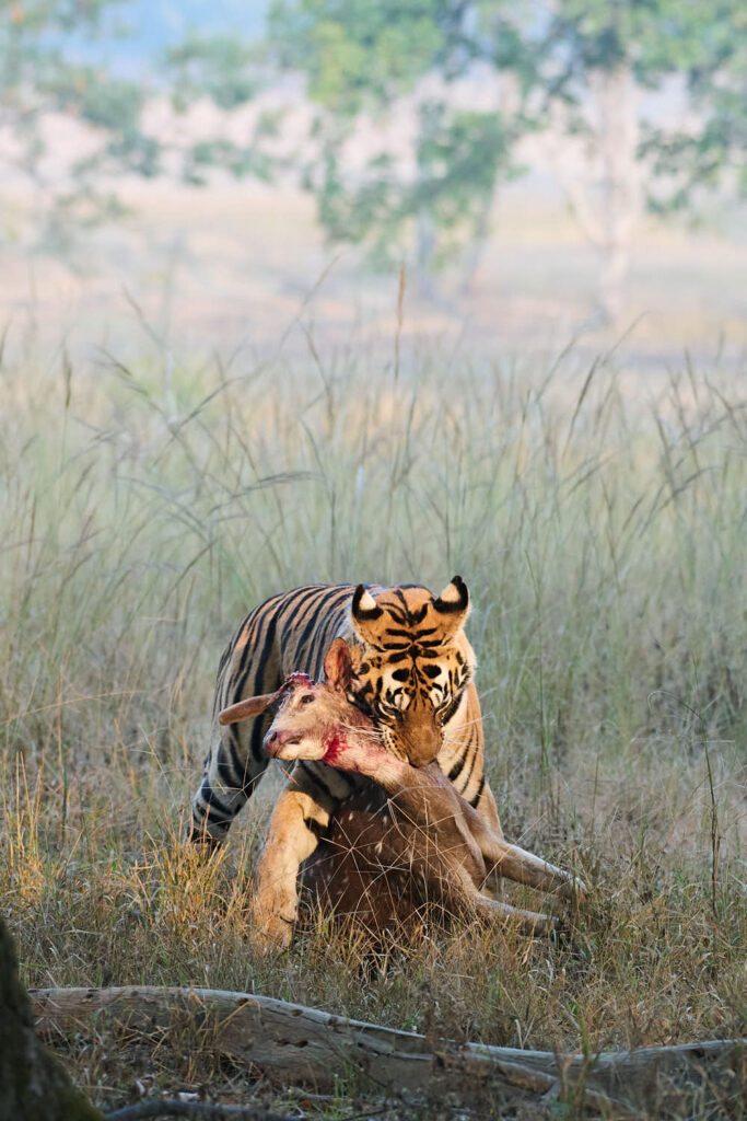 A tiger holds a deer in its jaws amid tall grass. The scene conveys intensity and nature's realism.