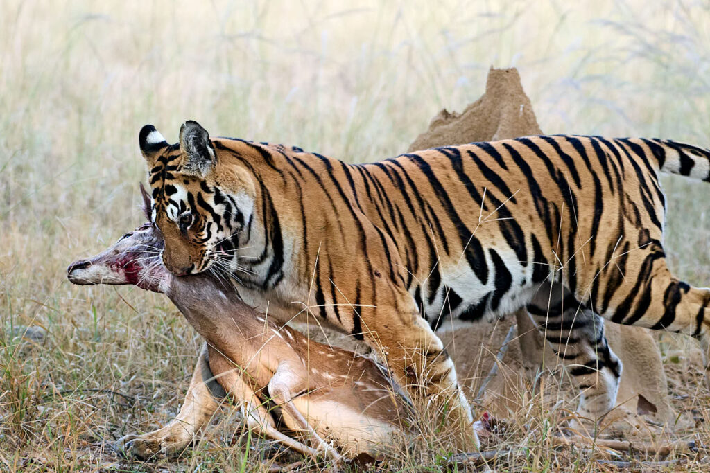 A tiger grips a deer by the neck in a grassy field. The tiger's orange coat with black stripes contrasts against the pale background, conveying a sense of power