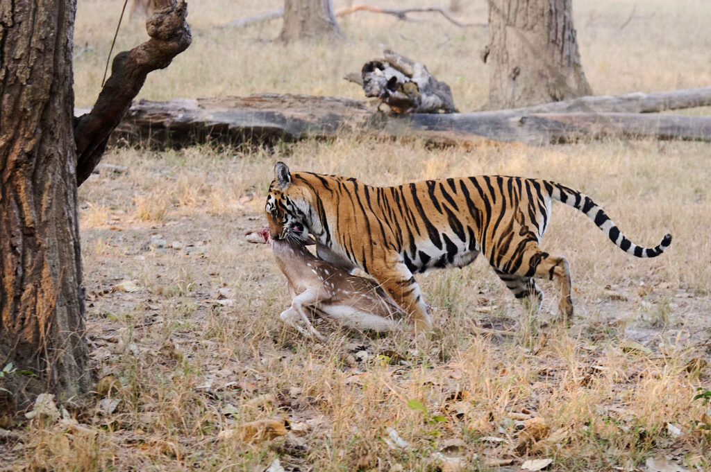 A tiger with bold black stripes holds a deer in its mouth amidst dry, yellow grass in the wild forest setting