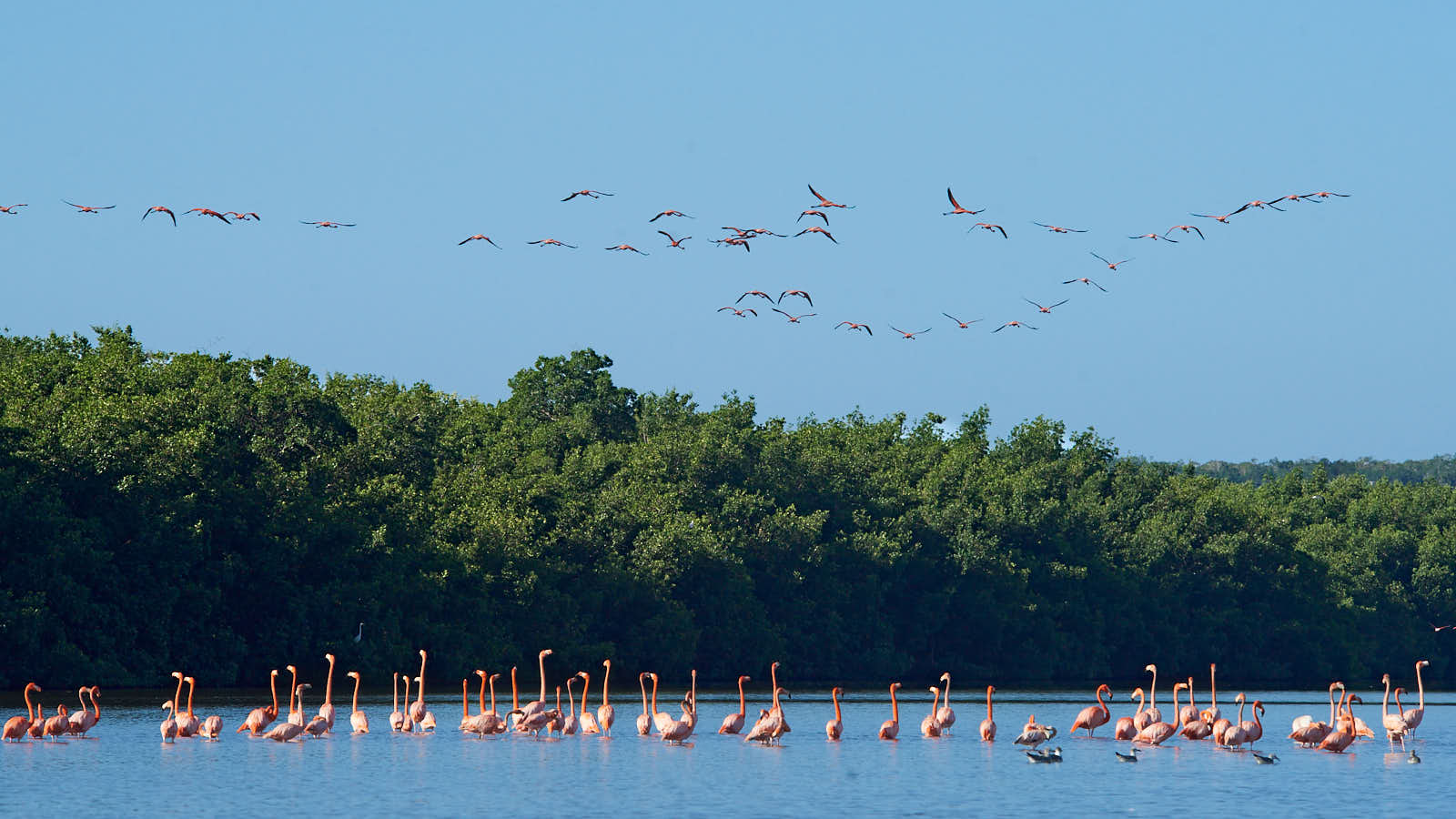 Naturreservatet Laguna Guanaroca strax sydost om staden Cienfuegos på Kuba är känd för sina rosa flamingor.